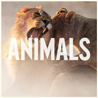 animalssong