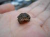 Tiny Frog