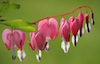 Bleeding Hearts