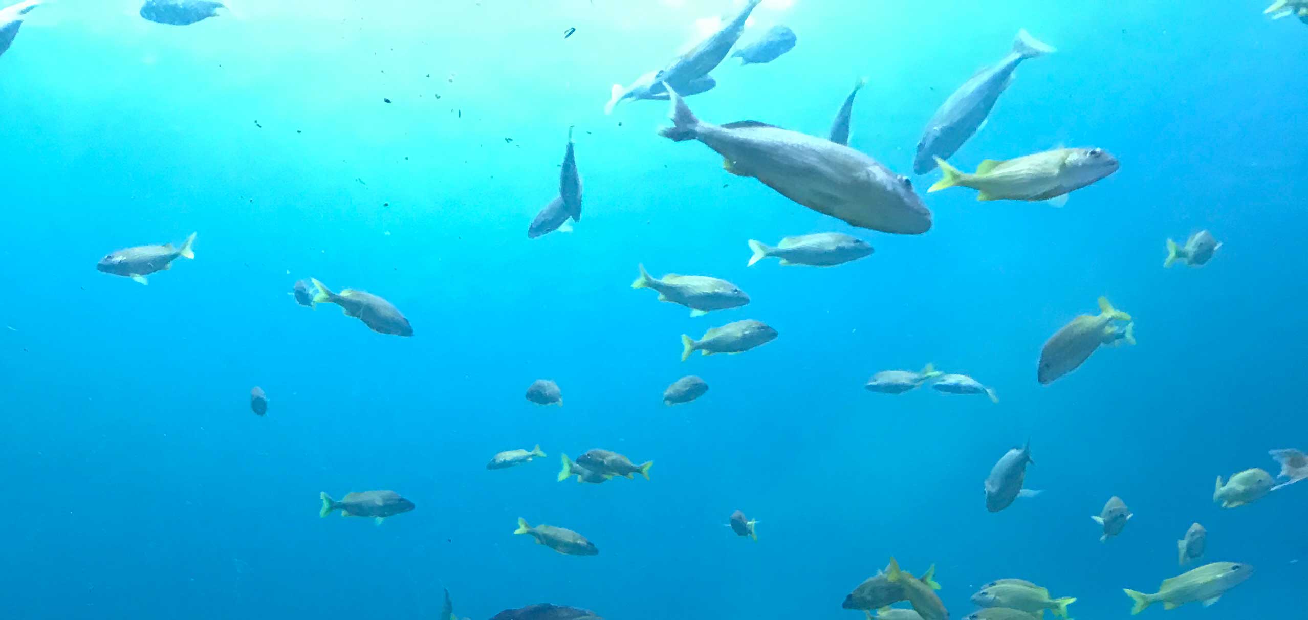 school of fish