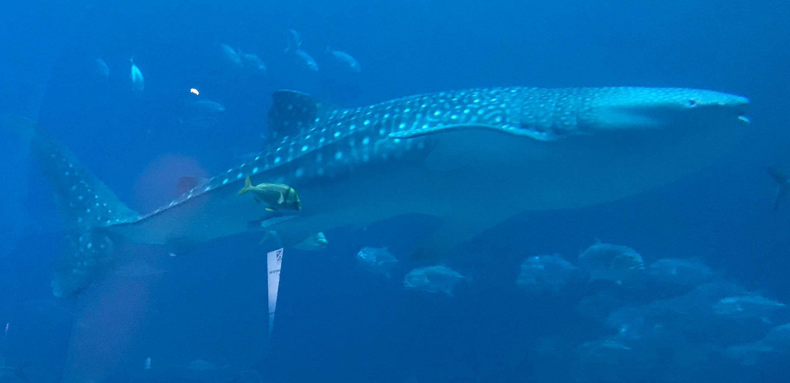 whale shark with spots