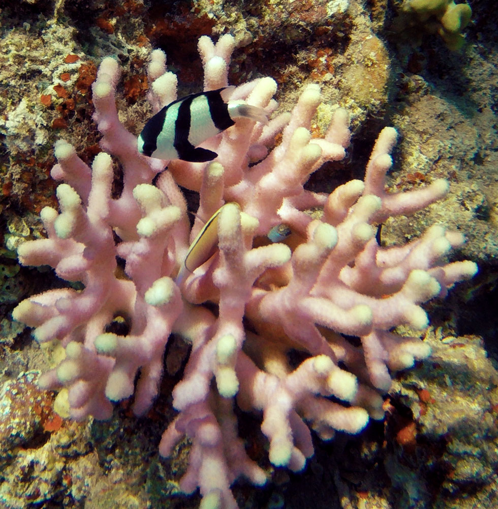 coralresume