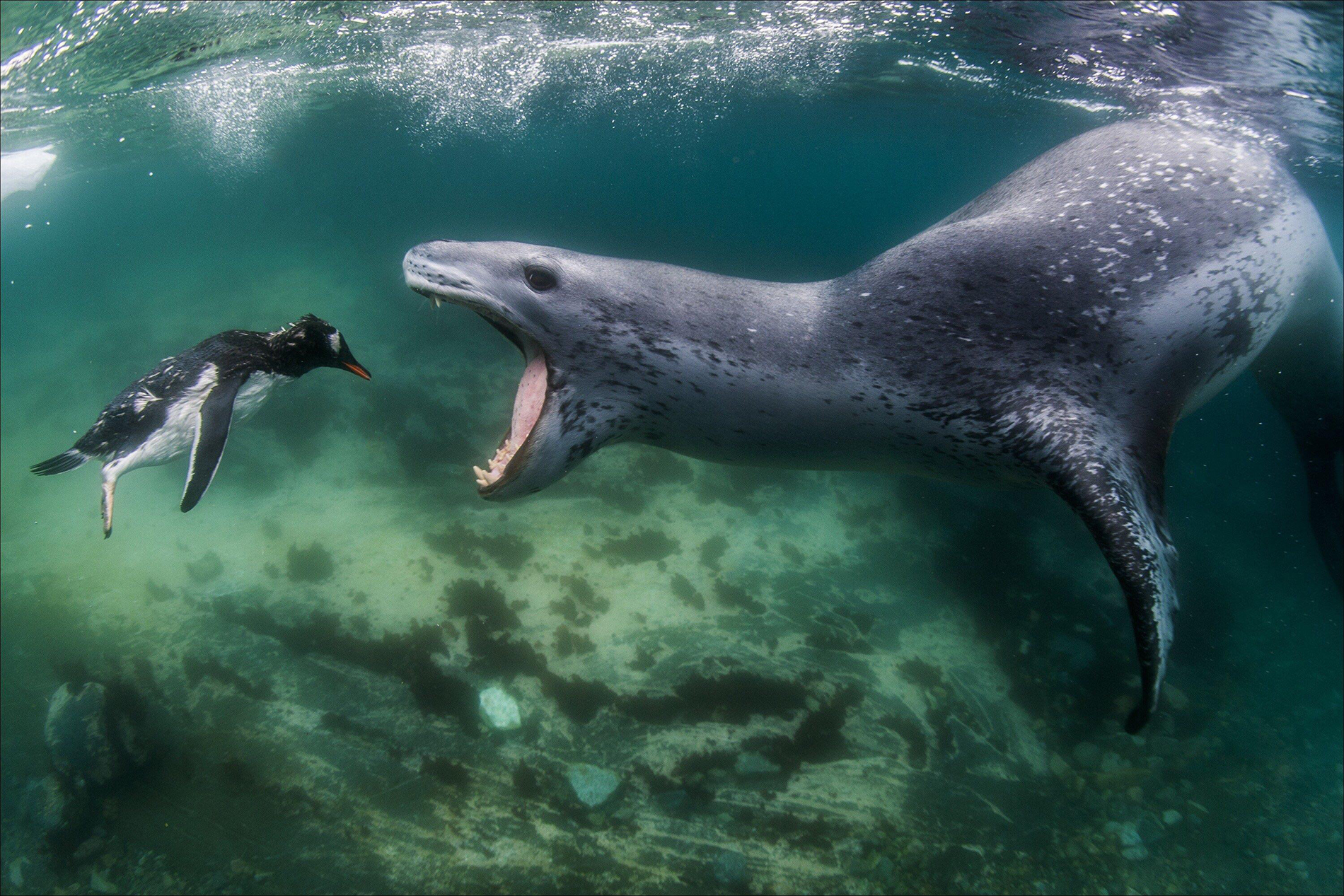 leopardseal