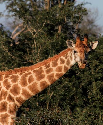 closegiraffe