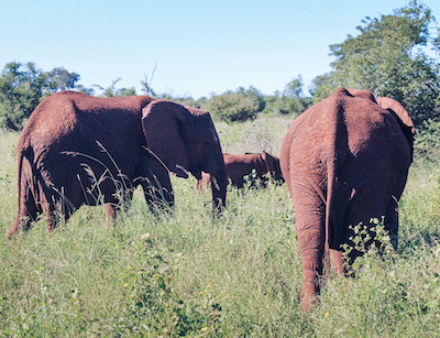 elephants