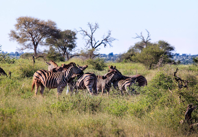 zebras