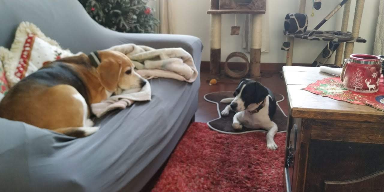 Peluditos