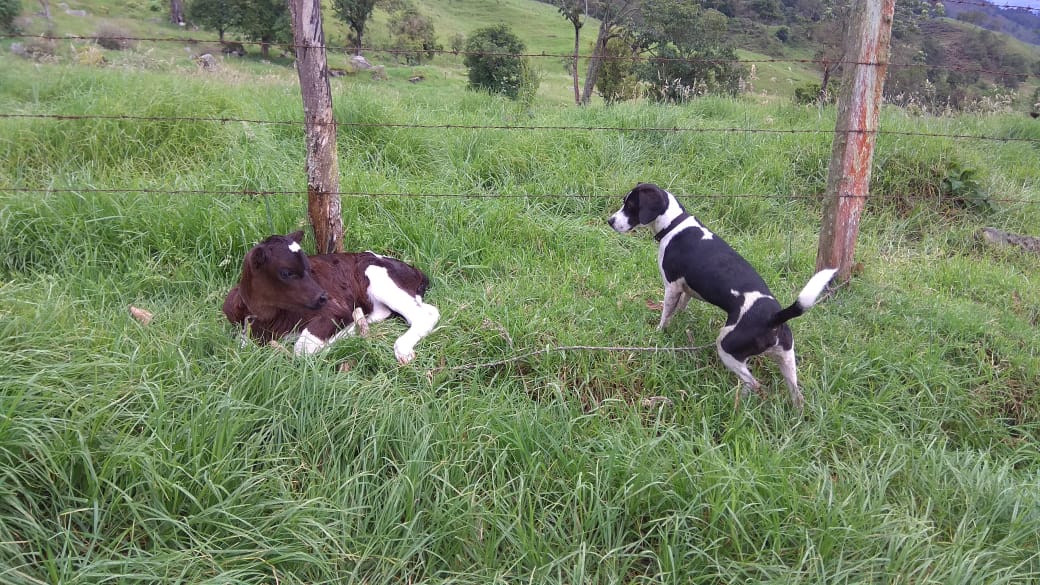 Peluditos