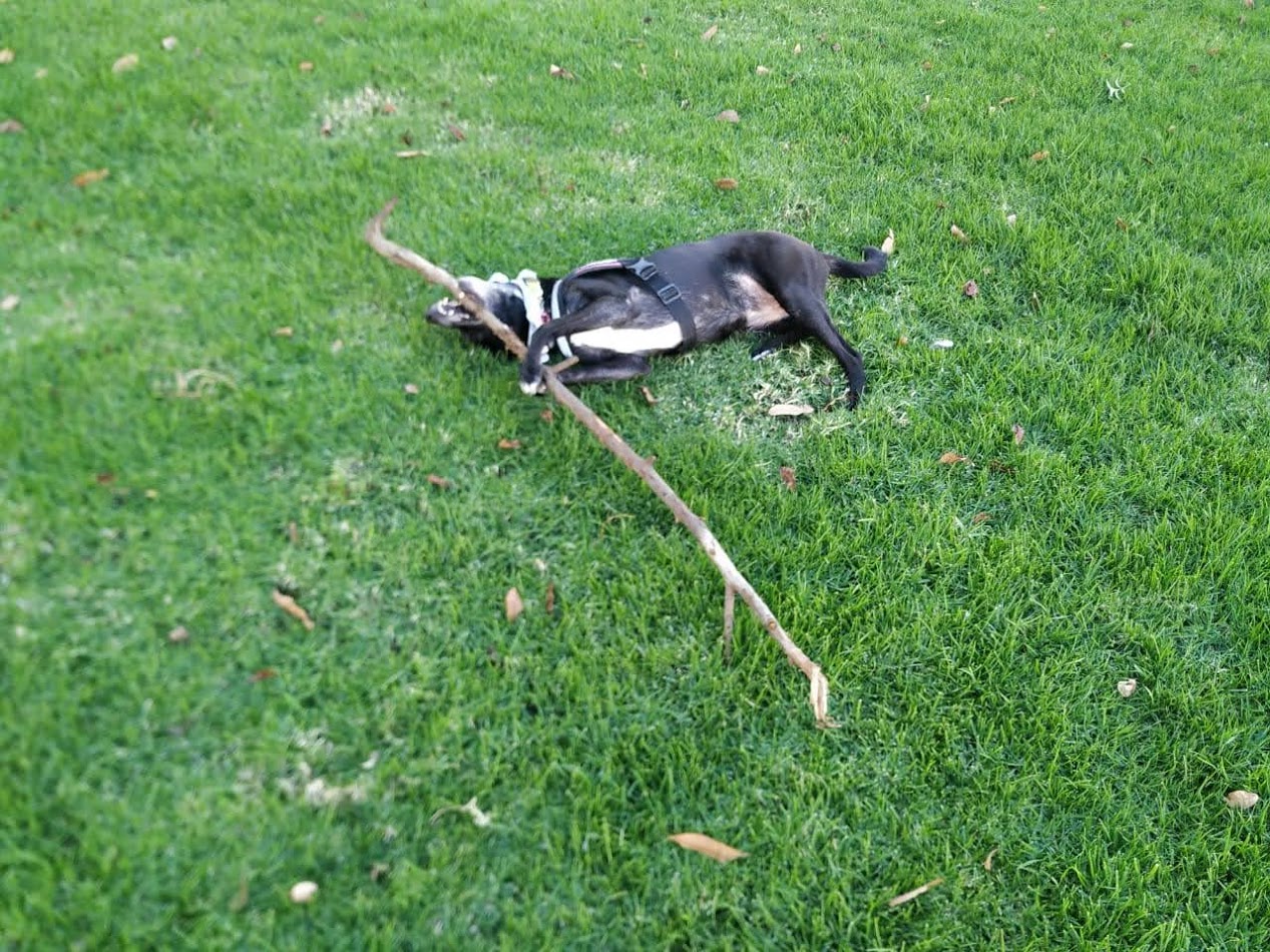 Peludos