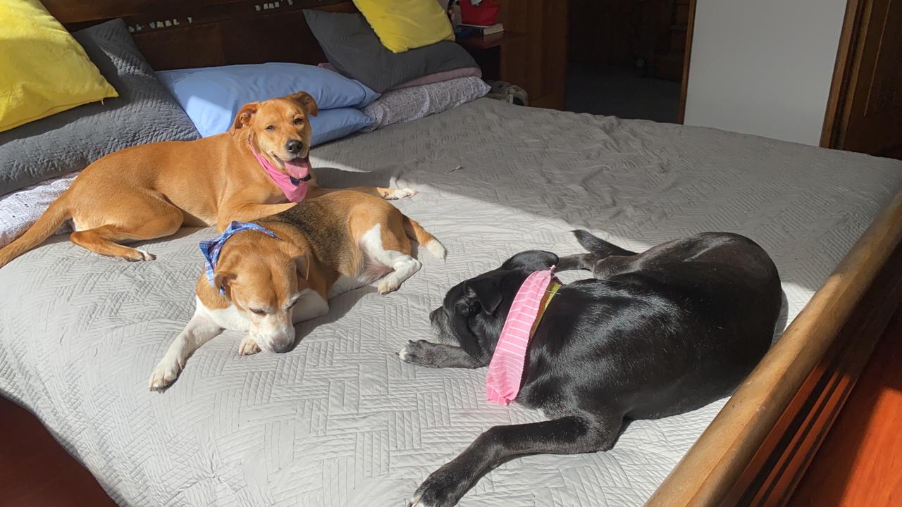 Peludos
