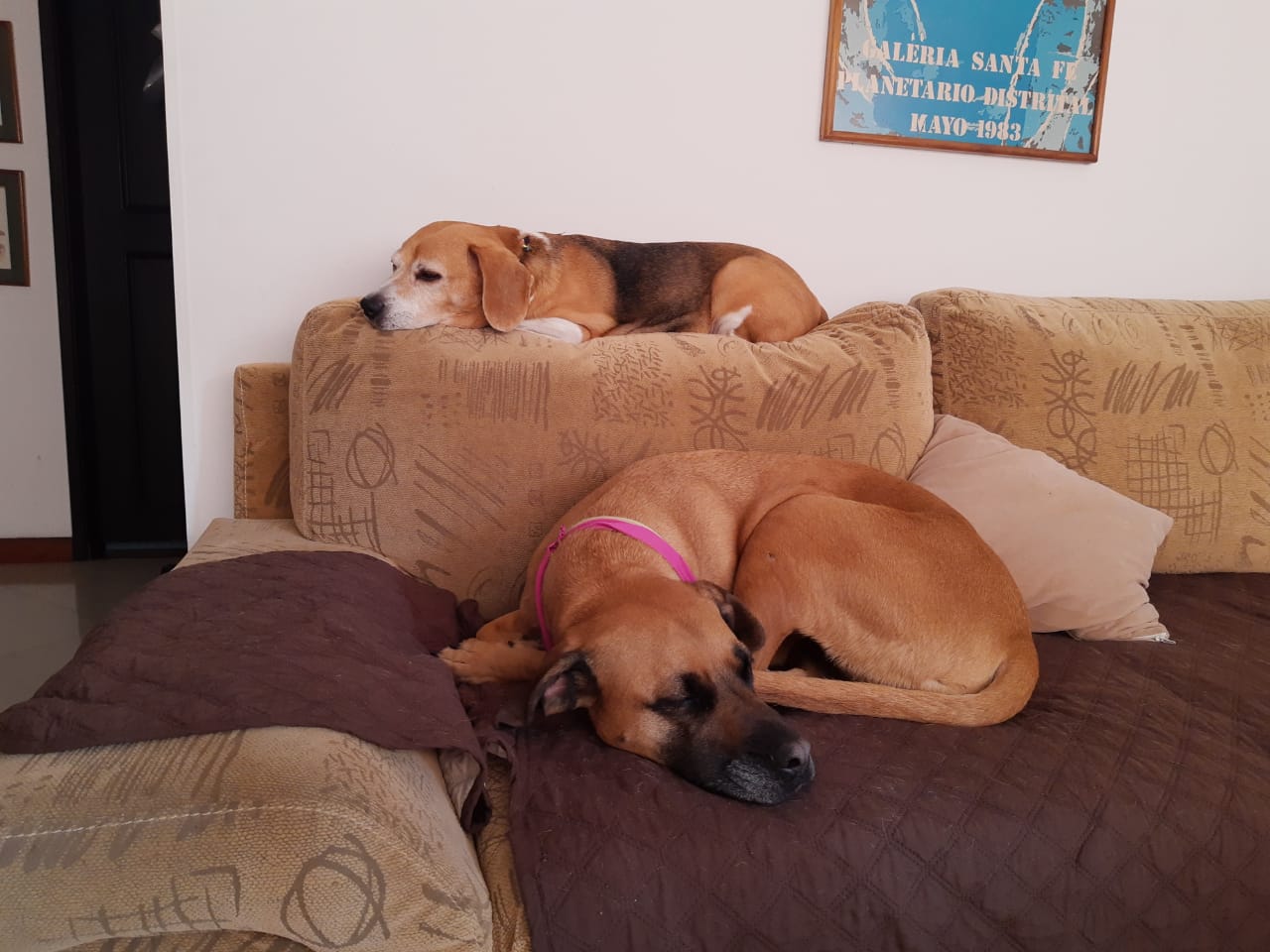 Peludos