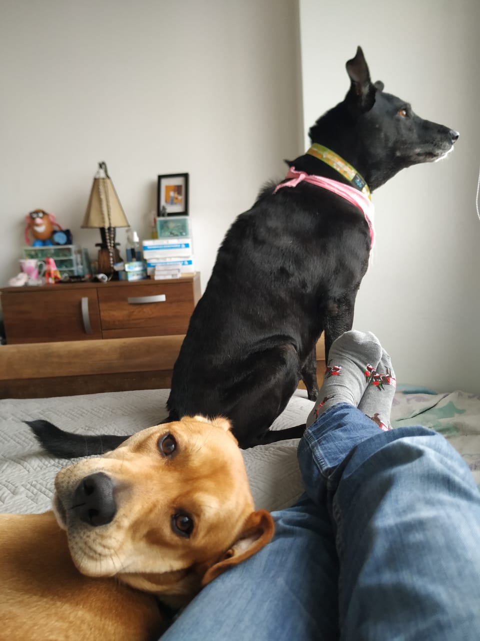 Peludos