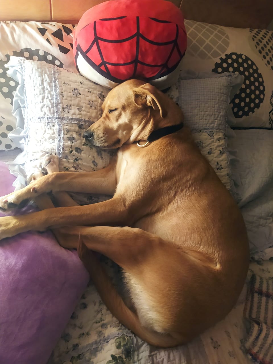 Peludos