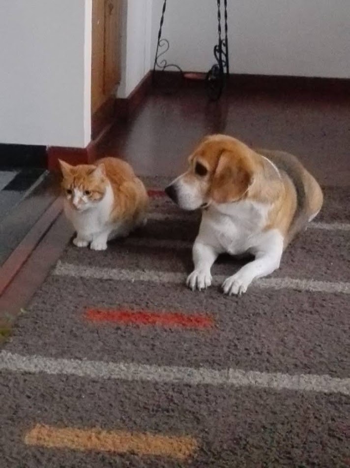 Peludos
