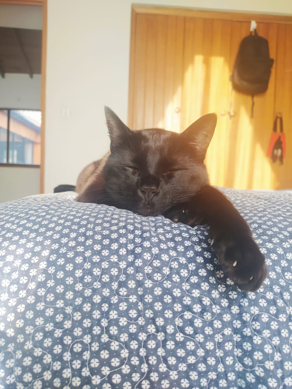 Peludos