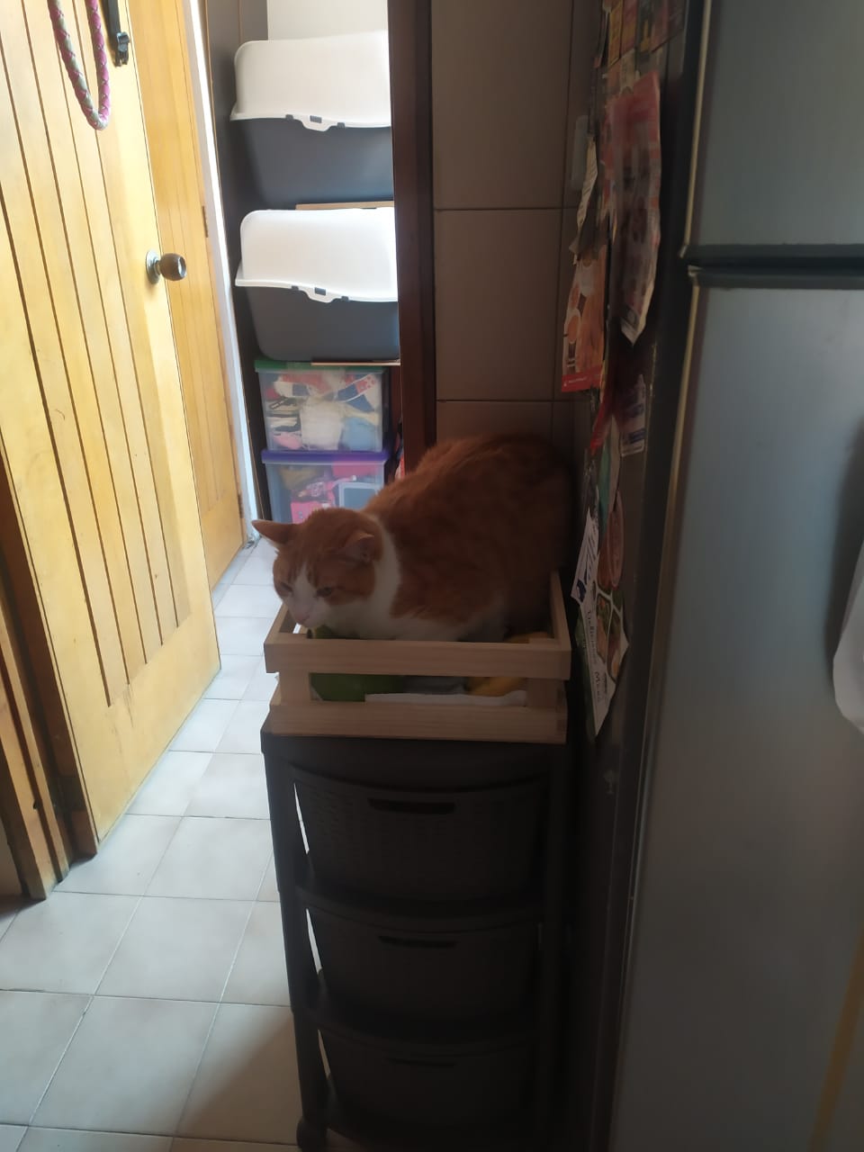 Peludos