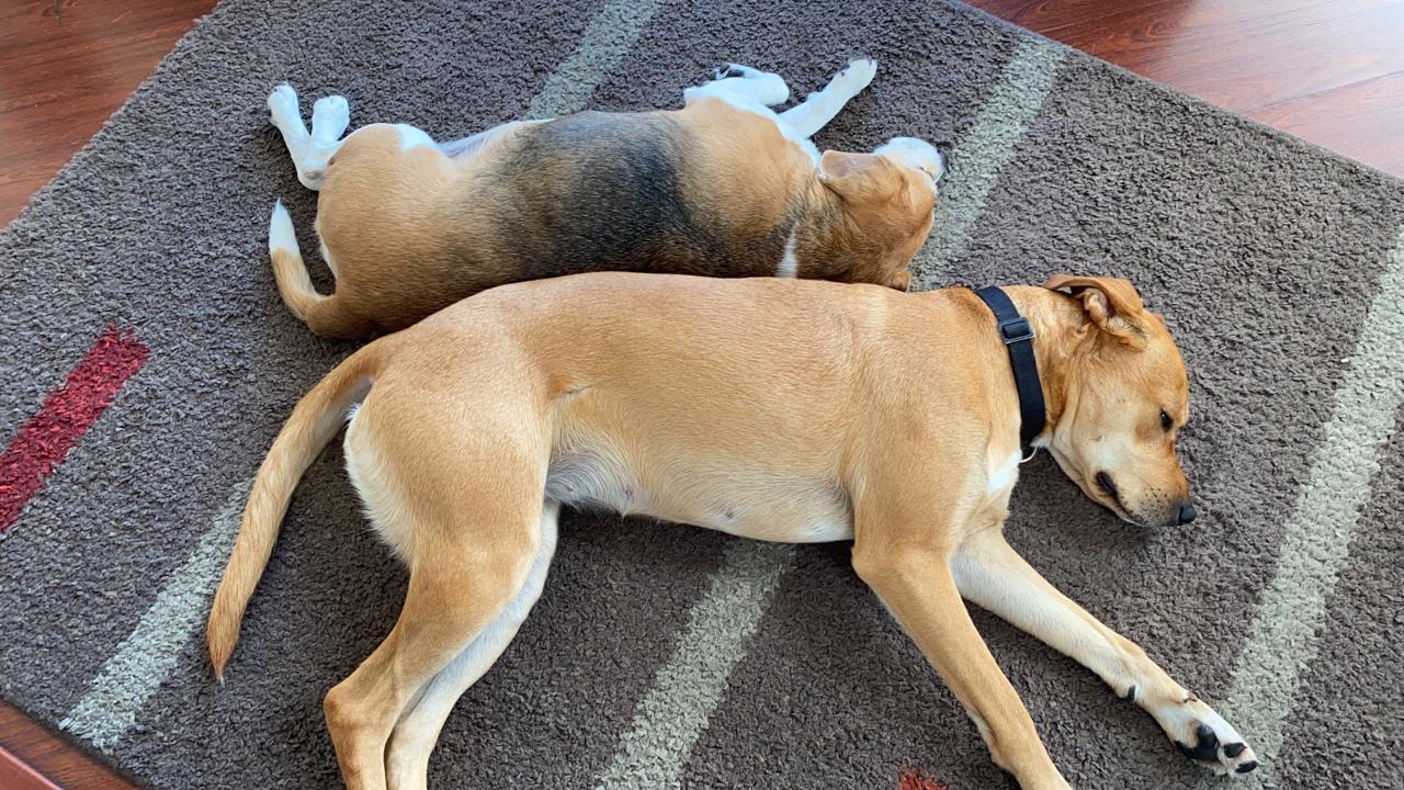 Peluditos