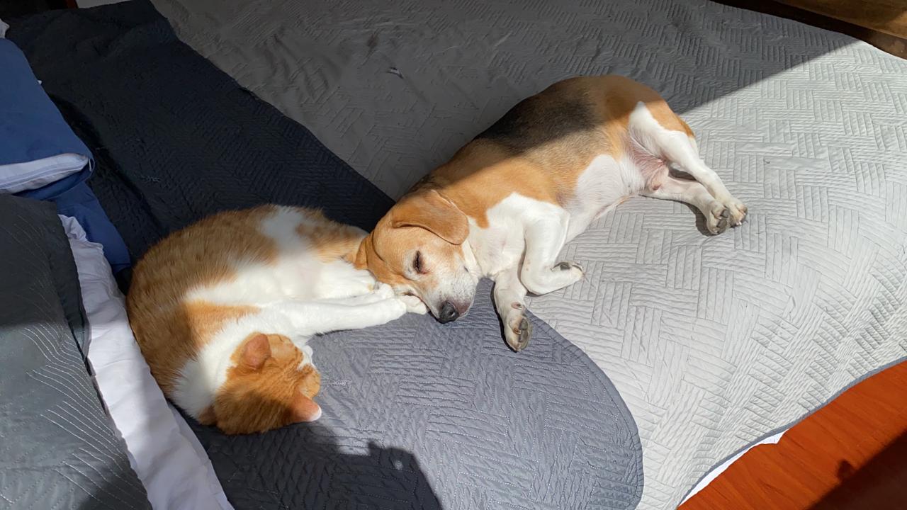 Peluditos