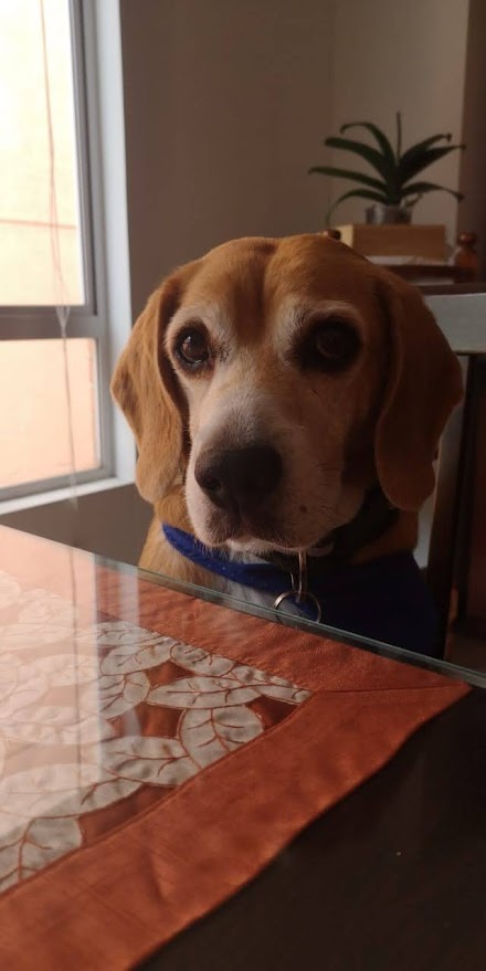 Peluditos