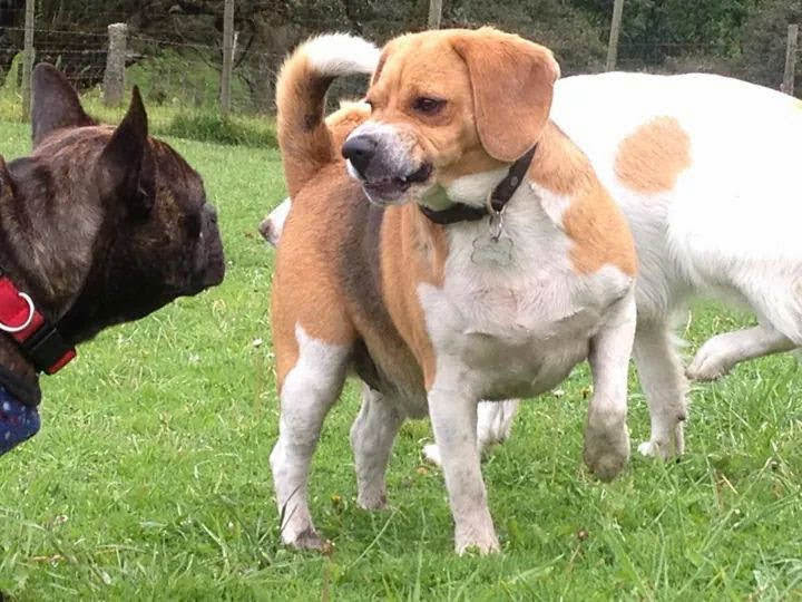 Peluditos